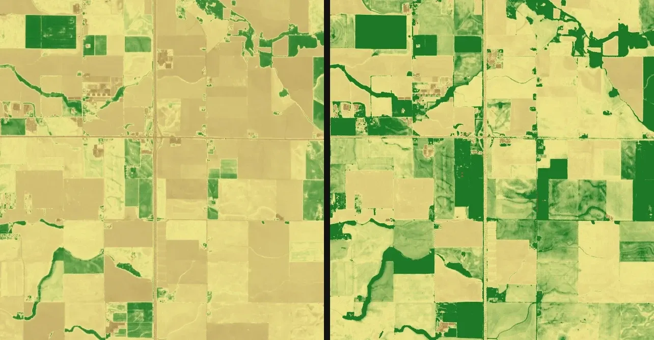 Willamette Valley, 2 August 2024: NDVI without the reflectance offset (left, mean 0.299) and with it (right, mean 0.497). Contains modified Copernicus Sentinel data 2024.